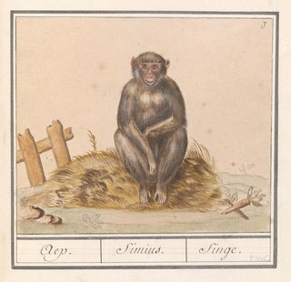 Aap Primates Aep Simius Singe - Anselmus Botius de Boodt