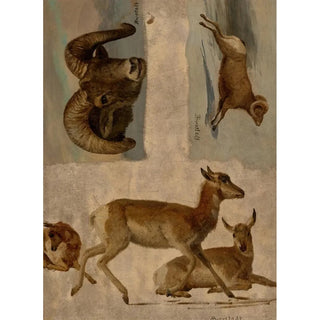 Albert Bierstadt - Study of Bighorn Sheep and Antelope.webp