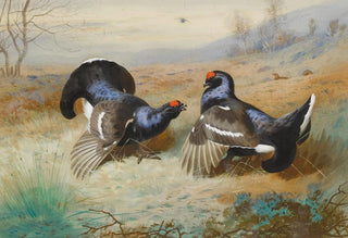 Archibald Thorburn - Blackcocks At The Lek.webp
