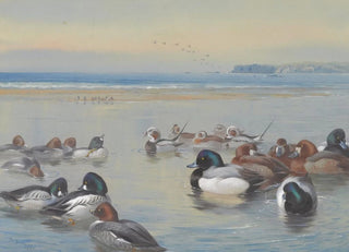 Archibald Thorburn - Ducks Along The Shoreline.webp