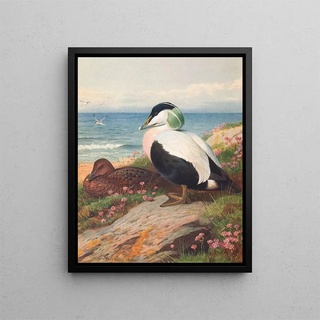 Archibald Thorburn - Eider Duck.webp