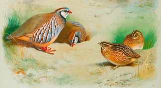 Archibald Thorburn - French Partridge And Chicks.webp