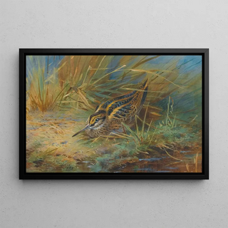 Archibald Thorburn - Jack Snipe.webp