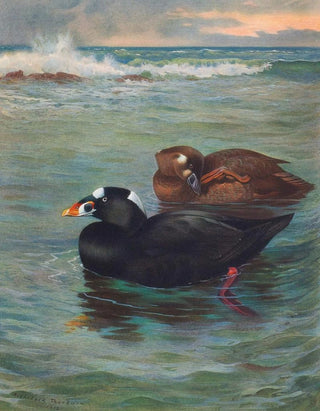 Archibald Thorburn - SurfScoter.webp