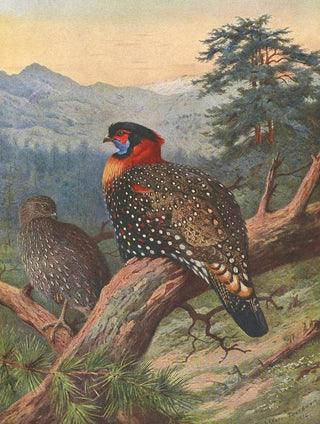 Archibald Thorburn - Western Tragopan.webp