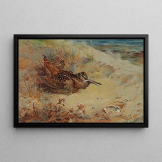 Archibald Thorburn - Woodcock sheltering in the sand dunes.webp