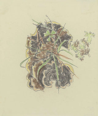 August Babberger - Study of plants.webp