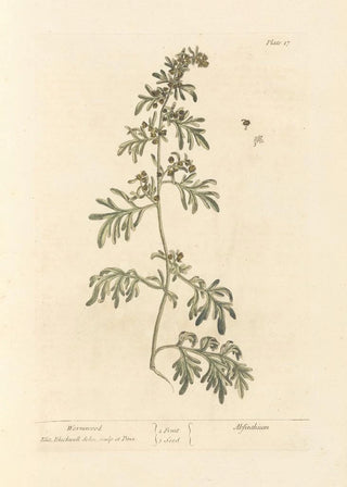 Elizabeth Blackwell - Wormwood.webp