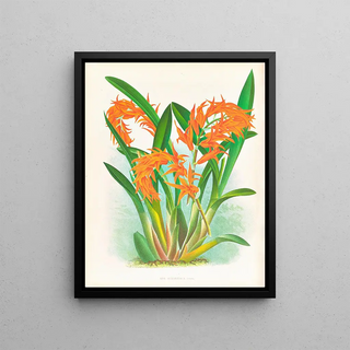 Jean Jules Linden - Ada aurantiaca.webp