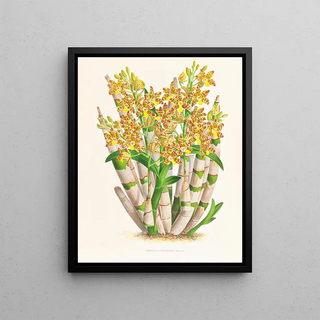 Jean Jules Linden - Ansellia congoensis.webp