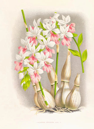 Jean Jules Linden - Calanthe regnieri.webp