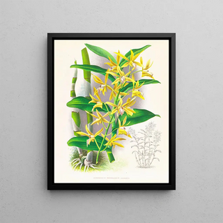 Jean Jules Linden - Dendrobium mirbelianum.webp