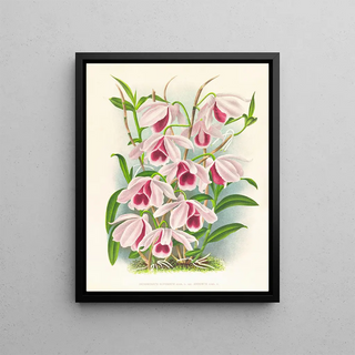 Jean Jules Linden - Dendrobium superbum var anosmum.webp