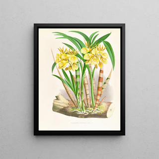 Jean Jules Linden - Galeandra flaveola.webp