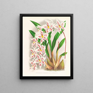 Jean Jules Linden - Odontoglossum alexandrae var cutsemianum.webp