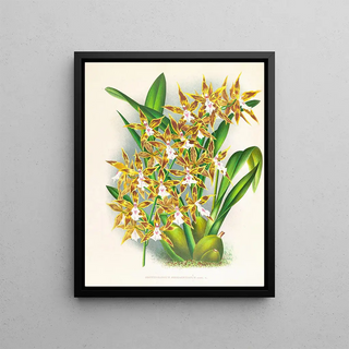 Jean Jules Linden - Odontoglossum boddaertianum.webp