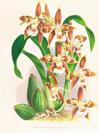 Jean Jules Linden - Odontoglossum luteopurpureum.webp