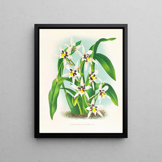 Jean Jules Linden - Odontoglossum maxillare.webp