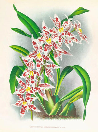 Jean Jules Linden - Odontoglossum schlesingerianum.webp