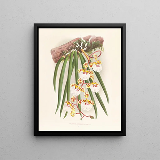 Jean Jules Linden - Oncidium jonesianum.webp