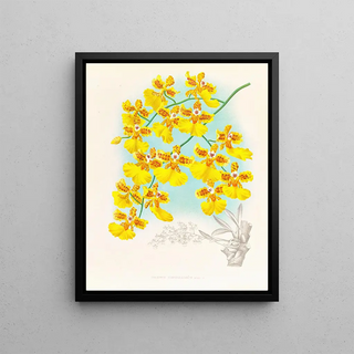 Jean Jules Linden - Oncidium marshallianum.webp