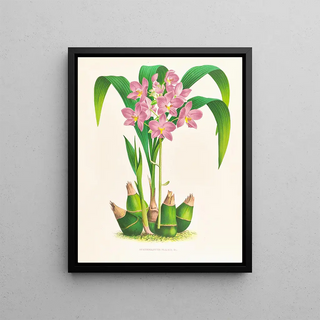 Jean Jules Linden - Spathoglottis plicata.webp