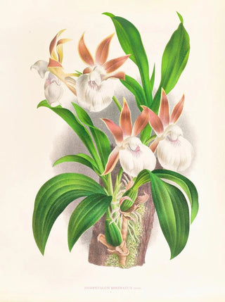 Jean Jules Linden - Zygopetalum rostratum.webp
