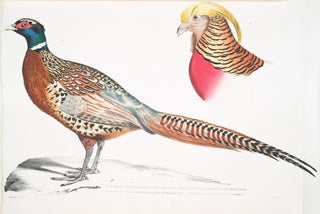 John Edward Gray - 1 Chinese Ring Necked Pheasant Phasianus torquatus 2 Head of the Common Golden Pheasant Chrysolophus pictus.webp