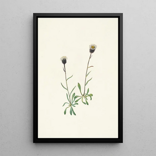 Mary Vaux Walcott - Aleutian Fleabane Erigeron unalaschensis.webp