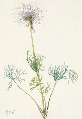 Mary Vaux Walcott - American Pasqueflower fruit Pulsatilla ludoviciana.webp