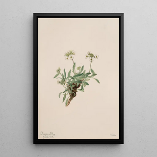 Mary Vaux Walcott - Arabis drummondii.webp