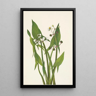 Mary Vaux Walcott - Arum Arrowhead Sagittaria cuneata.webp