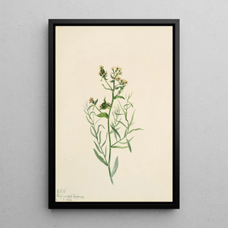 Mary Vaux Walcott - Bastard Toadflax Comandra pallida.webp