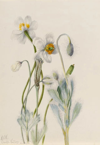 Mary Vaux Walcott - Bearpoppy Arctomecon merriami.webp