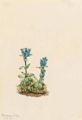Mary Vaux Walcott - Bluegreen Gentian Gentiana glauca.webp