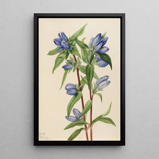 Mary Vaux Walcott - Bottle Gentian Gentiana saponaria.webp