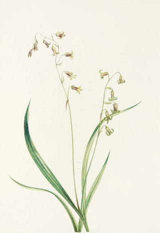 Mary Vaux Walcott - Bronzebells Stenanthium occidentale.webp