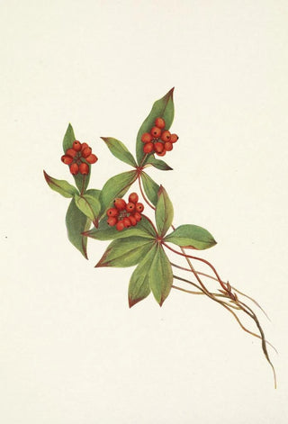 Mary Vaux Walcott - Bunchberry fruit Cornus canadensis.webp