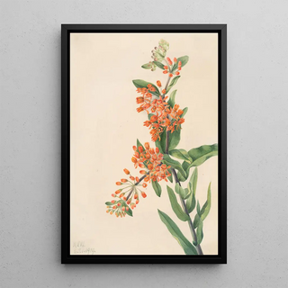 Mary Vaux Walcott - Butterfly Weed Ascelpias tuberosa.webp