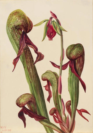 Mary Vaux Walcott - California Pitcherplant Chrysamphora californica.webp