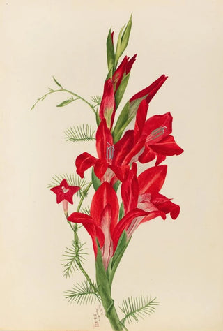 Mary Vaux Walcott - Cannas and Cypress Vine Canna species and Ipomoea quamoclit.webp