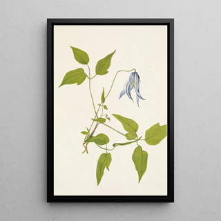 Mary Vaux Walcott - Columbia Clematis flower Clematis columbiana.webp