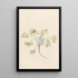 Mary Vaux Walcott - Double Bladderpod Physaria didymocarpa.webp