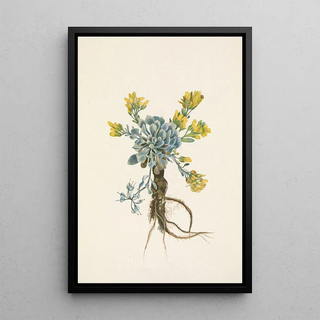 Mary Vaux Walcott - Double Bladderpod flower Physaria didymocarpa.webp