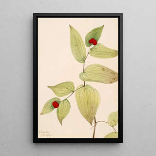 Mary Vaux Walcott - FairyBells Disporum trachycarpum.webp