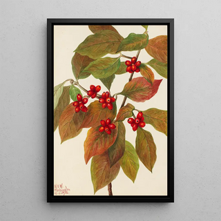 Mary Vaux Walcott - Flowering Dogwood Cornus florida.webp