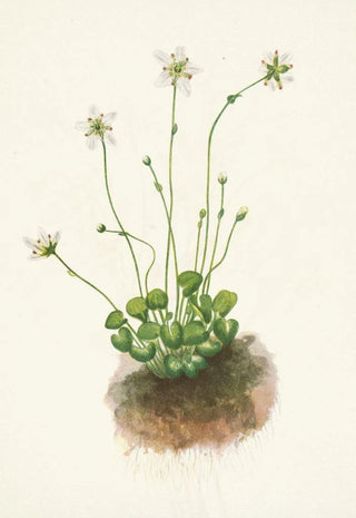 Mary Vaux Walcott - Fringed Parnassia Parnassia fimbriata.webp