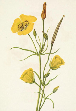 Mary Vaux Walcott - Goldenbowl Mariposa Calochortus clavatus.webp