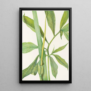 Mary Vaux Walcott - Greendragon Arisaema dracontium.webp