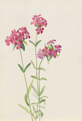 Mary Vaux Walcott - Hairy Phlox Phlox amoena.webp